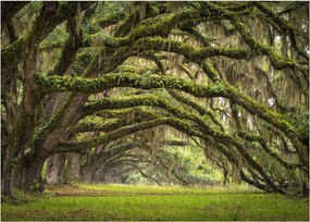 Obraz na szkle - Oaks Avenue, Charleston, Karolina Południowa, USA (70x50 cm)