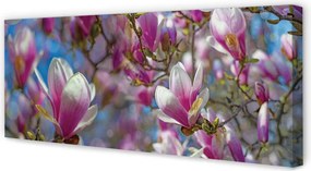 Fotoobraz na płótnie Drzewa Magnolii