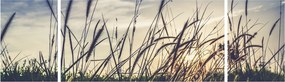 Obraz kwiatów łąkowych (170x50 cm)