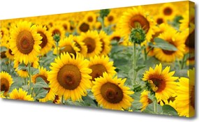 Obraz canvas Złociste Słoneczniki