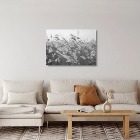 Obraz na szkle - Trawa na wietrze (70x50 cm)