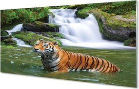 Panel szklany do Kuchni Tygrys nad Górskim Wodospadem