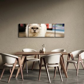 Obraz białego kota (170x50 cm)