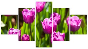 Obraz tulipanów na łące (125x70 cm)