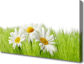 Obraz canvas Białe Stokrotki w Zieleni