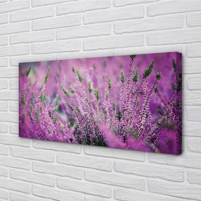 Duży obraz na płótnie Pole Wrzosów