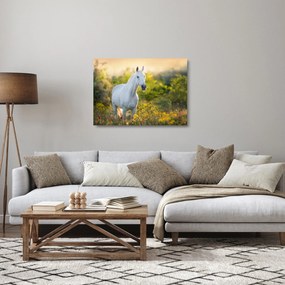 Obraz na szkle białego konia na łące (70x50 cm)