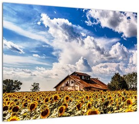 Obraz na szkle - pole słoneczników (70x50 cm)
