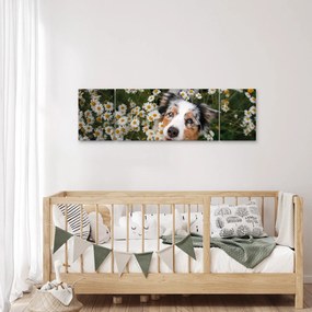 Obraz - Owczarek australijski (170x50 cm)