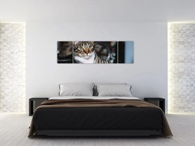 Obraz kota (170x50 cm)