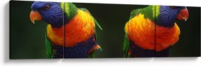 Obraz papug (170x50 cm)