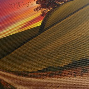 Obraz pola i kolorowego nieba (70x50 cm)