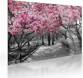 Obraz na szkle drzew magnolii (70x50 cm)