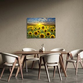 Obraz na szkle - Słoneczniki o zachodzie słońca (70x50 cm)