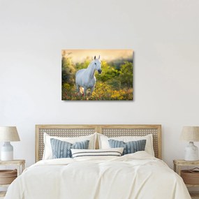 Obraz na szkle białego konia na łące (70x50 cm)