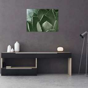 Obraz - Zielona agawa (70x50 cm)