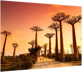 Obraz na szkle - Zachód słońca w Baobab Alley (70x50 cm)