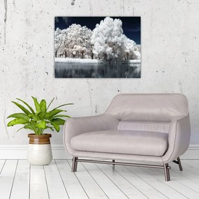 Obraz - Śnieżnobiałe drzewa (70x50 cm)