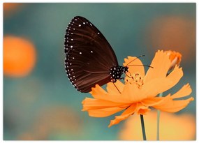 Obraz na szkle - motyl na pomarańczowym kwiatku (70x50 cm)