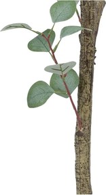 Sztuczny eukaliptus (wysokość 180 cm) Eucalyptus – Ixia