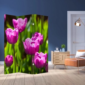 Parawan - Tulipany na łące (126x170 cm)