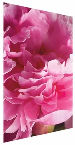 Plakat Piękne piwonie 40x60 cm bez ramy bez marginesu ARTGEIST B