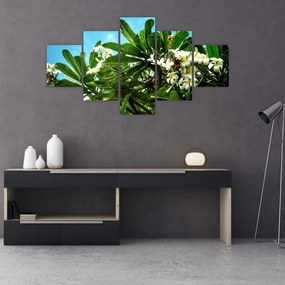 Obraz - Plumeria (125x70 cm)
