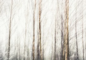 Fototapeta - Brzozy (196x136 cm)