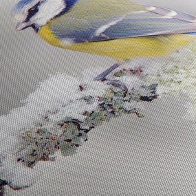 Obraz - Sikorka (70x50 cm)
