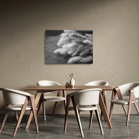Obraz na szkle - trawa z króliczym ogonkiem na stole (70x50 cm)