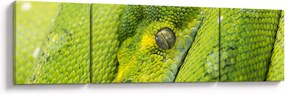Obraz węża (170x50 cm)