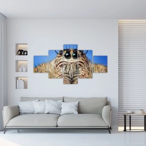 Obraz szczegółu pająka (125x70 cm)