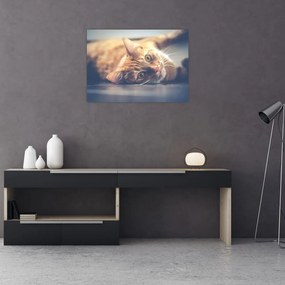 Obraz kota na podłodze (70x50 cm)
