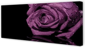 Zdjęcie na płótnie Szlachetna Fioletowa Róża
