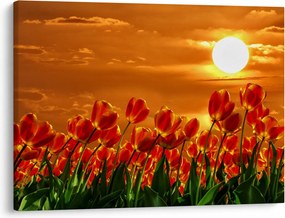 Obraz kwitnącego pola z tulipanami (70x50 cm)