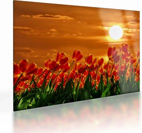 Obraz na szkle kwitnącego pola z tulipanami (70x50 cm)