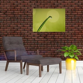 Obraz na szkle - krople wody na trawie (70x50 cm)
