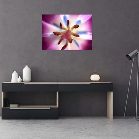 Obraz na szkle - Kwiat tulipana w szczegółach (70x50 cm)