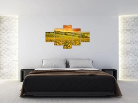 Obraz - Pole słoneczników (125x70 cm)