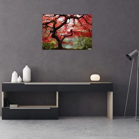 Obraz na szkle czerwonego klonu japońskiego, Portland, Oregon (70x50 cm)
