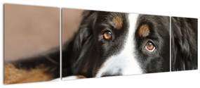 Obraz psa (170x50 cm)