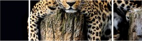 Obraz - Gepard (170x50 cm)