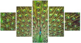 Obraz - Paw (125x70 cm)