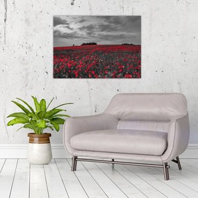 Obraz na szkle - maki (70x50 cm)