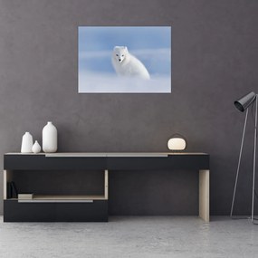 Obraz - Lis polarny (70x50 cm)