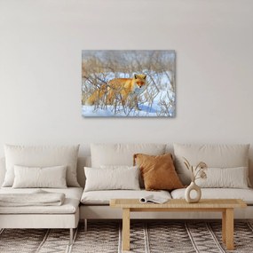 Obraz - Lis (70x50 cm)