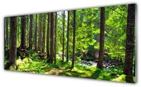 Obraz Akrylowy Las Drzewa Roślina Natura