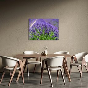 Obraz - lawenda (70x50 cm)