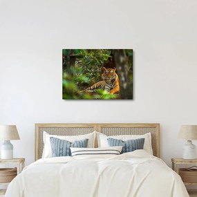 Obraz odpoczywającego tygrysa (70x50 cm)