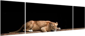 Obraz - Lwica (170x50 cm)